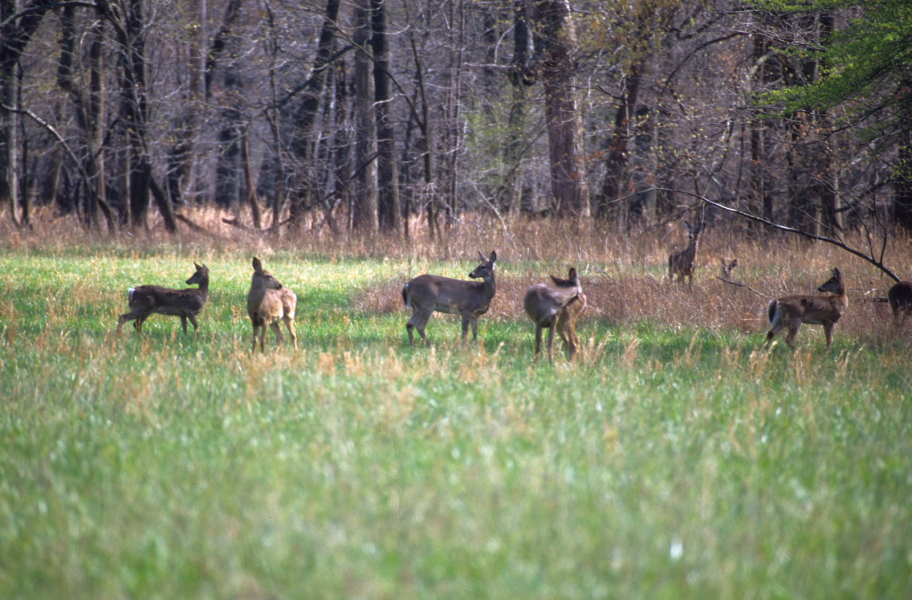 West Kentucky WMA open deer hunt procedures changed Kentucky